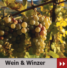 Wein und Winzer in Piesport
