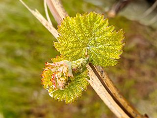 Weinrebe