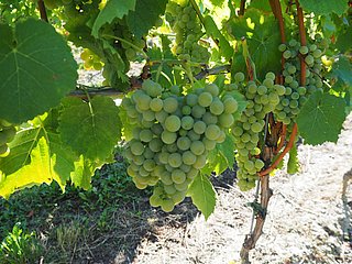 Weinberge an der Mosel