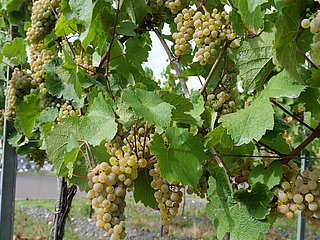 Weinberge