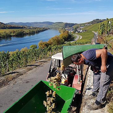 Weingut Kochan & Platz Traubenlese